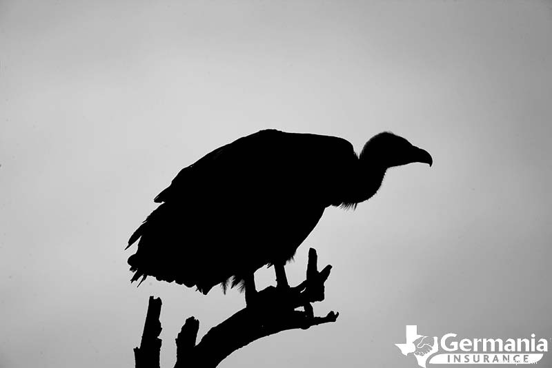6 texaských záhadných a přitom neškodných stvoření, o kterých byste měli vědět 