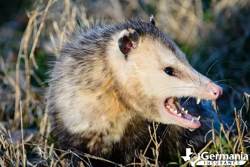 6 texaských záhadných a přitom neškodných stvoření, o kterých byste měli vědět 