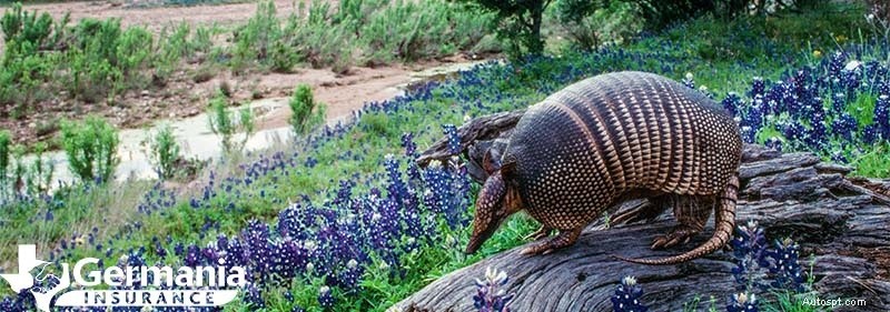 20 státních symbolů Texasu, které musí znát každý Texasan 